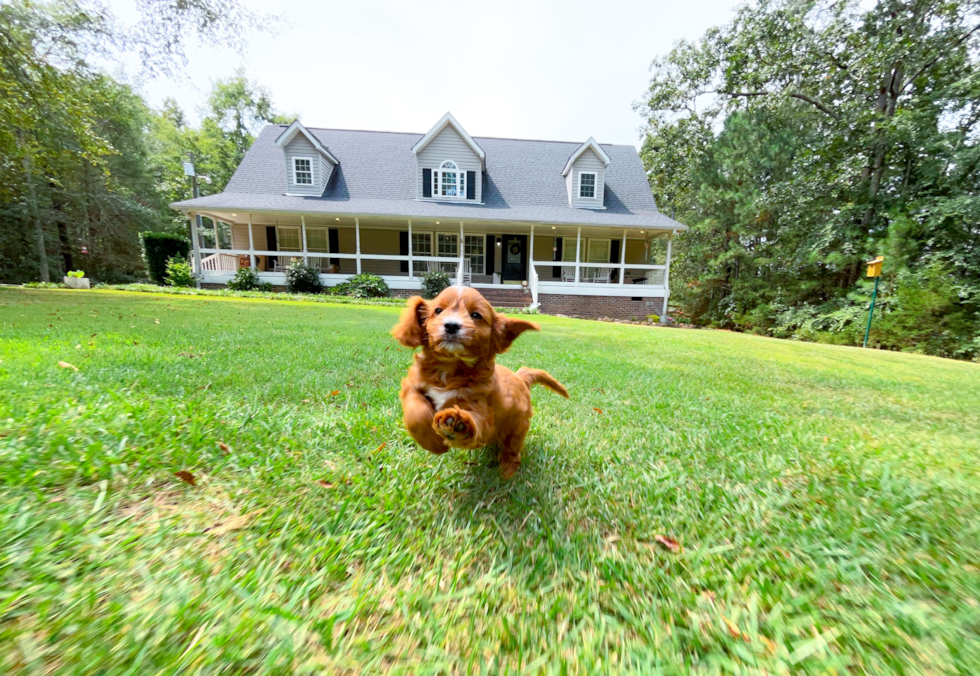 Cavapoo Pup Being Cute