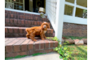 Cute Cavadoodle Poodle Mix Puppy