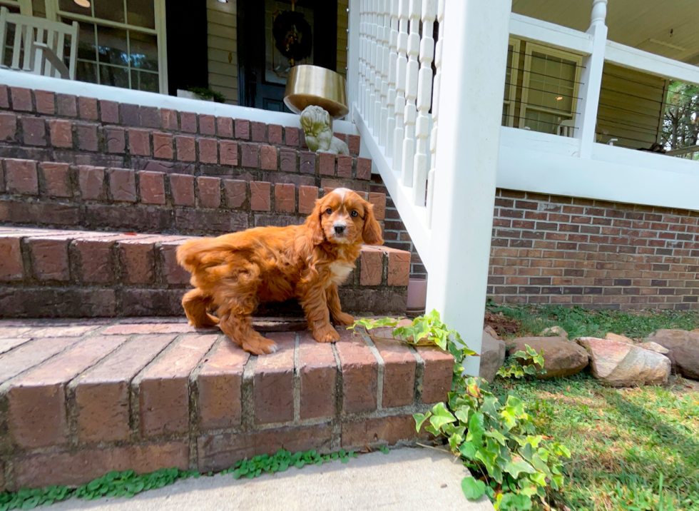 Cute Cavadoodle Poodle Mix Puppy