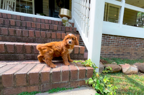 Cute Cavadoodle Poodle Mix Puppy