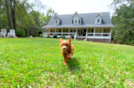Cute Cavapoo Poodle Mix Pup
