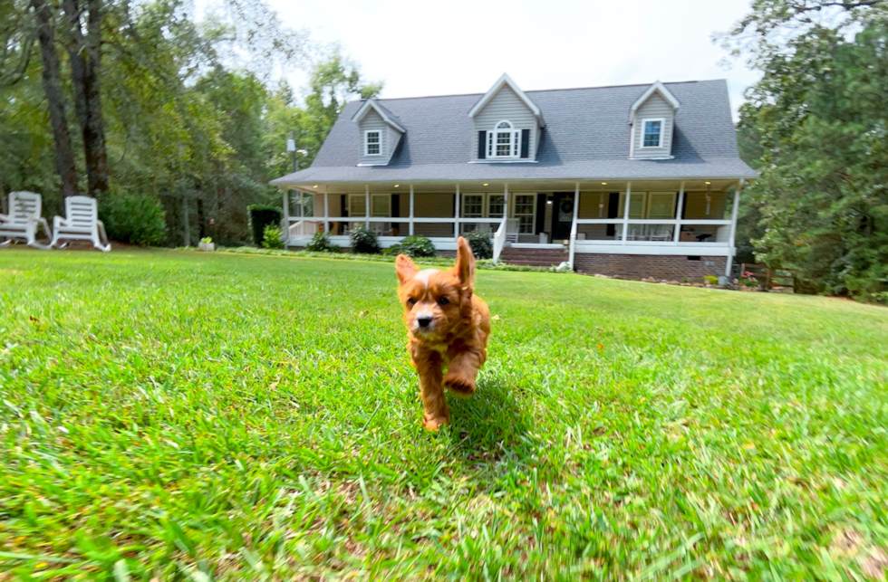 Cute Cavapoo Poodle Mix Pup