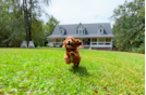 Cute Cavapoo Poodle Mix Pup