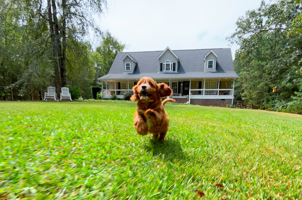 Cute Cavapoo Poodle Mix Pup