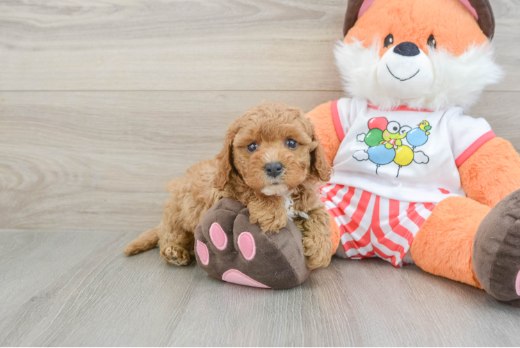 Best Cavapoo Baby