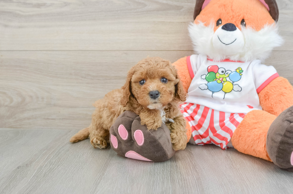 7 week old Cavapoo Puppy For Sale - Simply Southern Pups