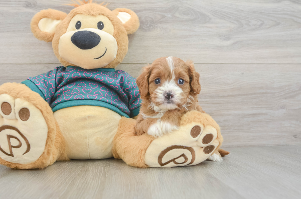 6 week old Cavapoo Puppy For Sale - Simply Southern Pups