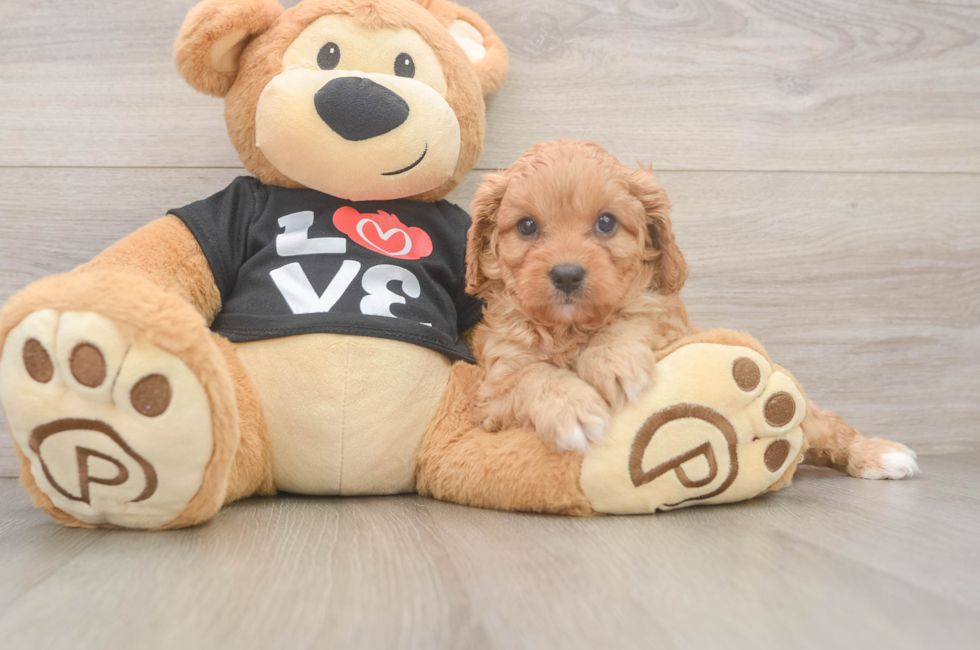 7 week old Cavapoo Puppy For Sale - Simply Southern Pups