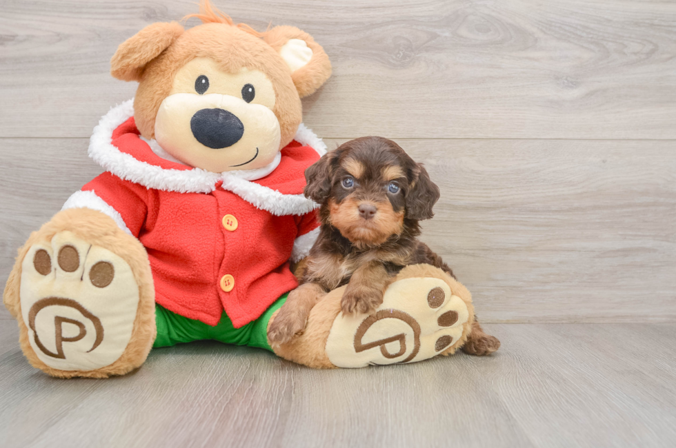 5 week old Cavapoo Puppy For Sale - Simply Southern Pups