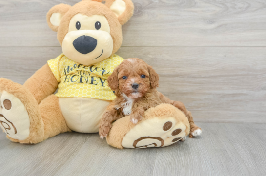 Petite Cavapoo Poodle Mix Pup