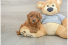 Cavapoo Pup Being Cute