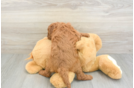 Cavapoo Pup Being Cute