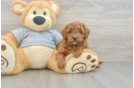 Best Cavapoo Baby