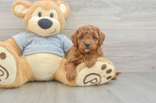 Best Cavapoo Baby