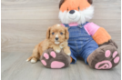 Happy Cavapoo Baby