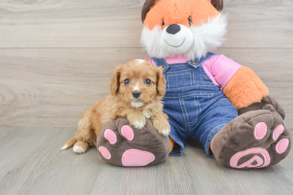 Happy Cavapoo Baby
