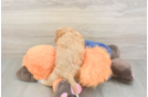 Cavapoo Puppy for Adoption