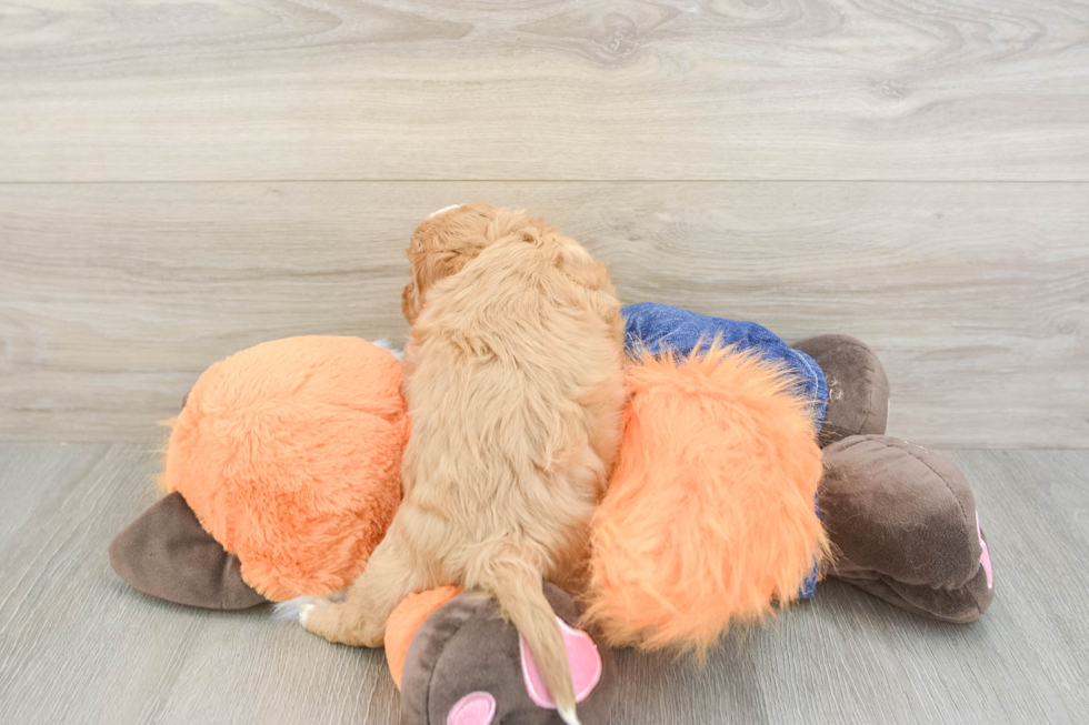 Cavapoo Puppy for Adoption