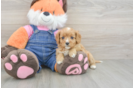 Smart Cavapoo Poodle Mix Pup
