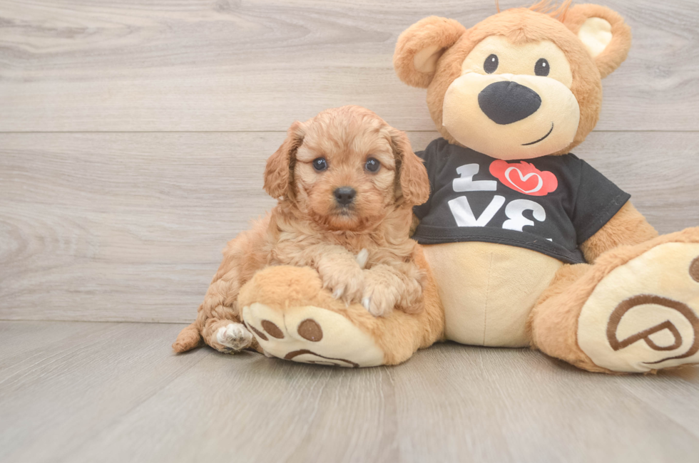 7 week old Cavapoo Puppy For Sale - Simply Southern Pups