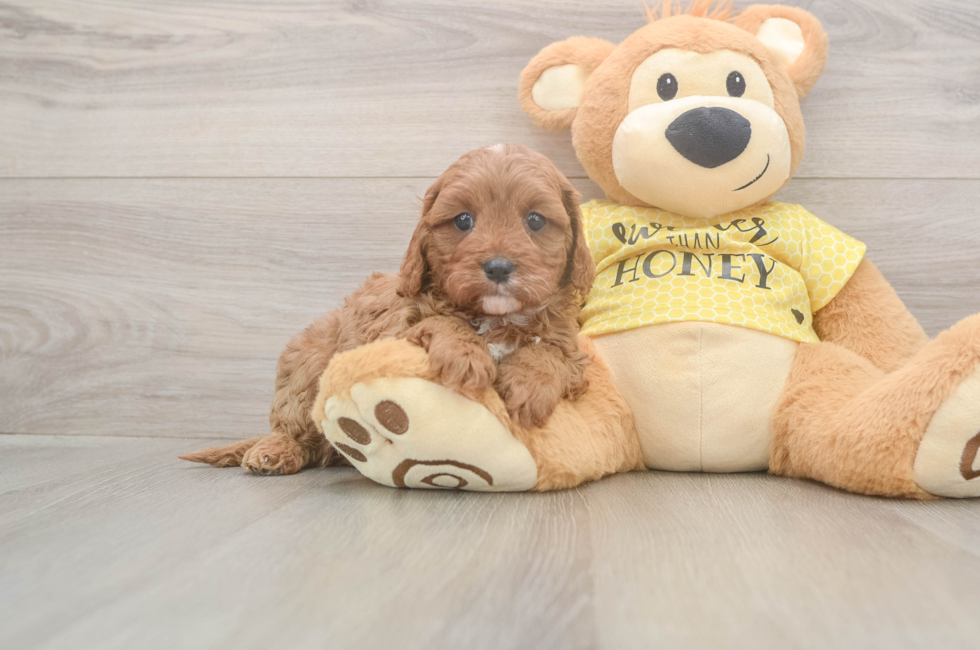 5 week old Cavapoo Puppy For Sale - Simply Southern Pups