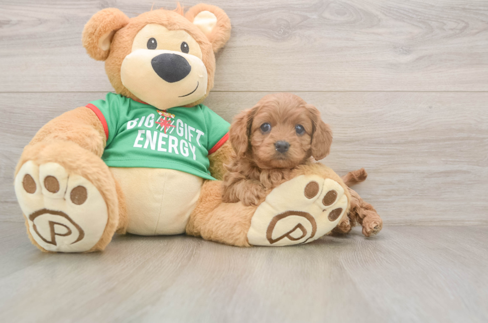 5 week old Cavapoo Puppy For Sale - Simply Southern Pups