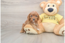 Cavapoo Puppy for Adoption