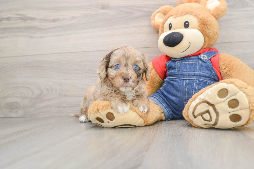Petite Cavapoo Poodle Mix Pup