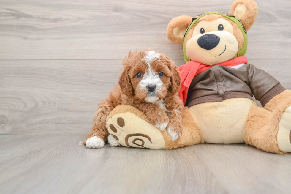 Cavapoo Pup Being Cute