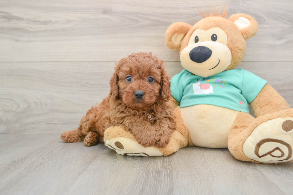 Cavapoo Puppy for Adoption