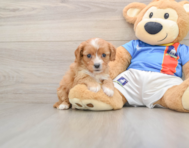 9 week old Cavapoo Puppy For Sale - Simply Southern Pups