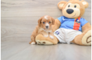 Playful Cavapoodle Poodle Mix Puppy