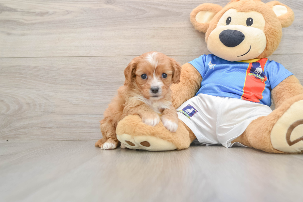 Playful Cavapoodle Poodle Mix Puppy
