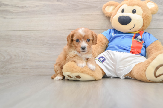Playful Cavapoodle Poodle Mix Puppy