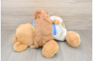 Small Cavapoo Baby