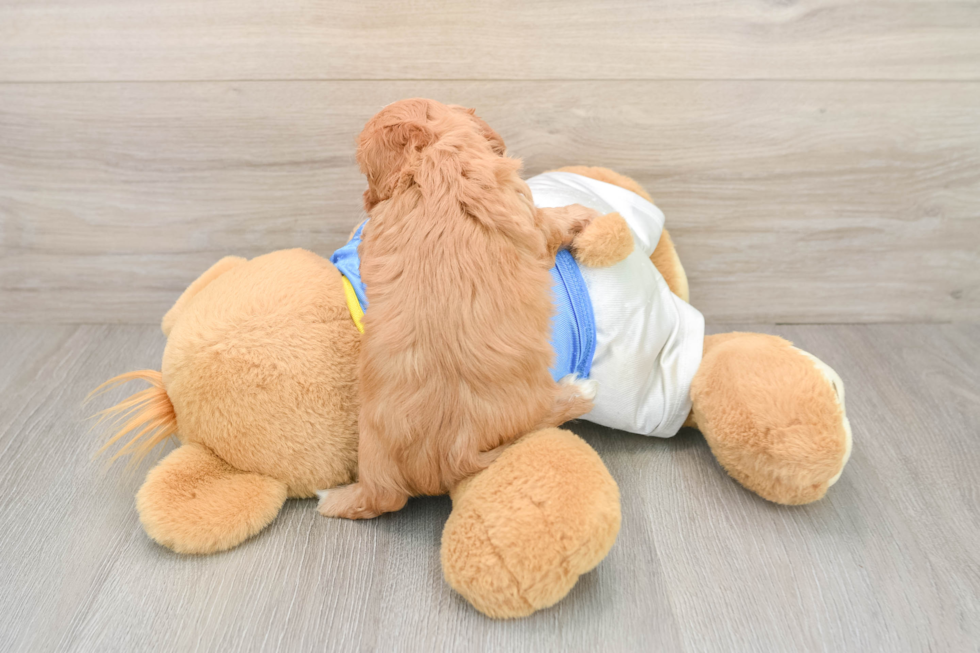 Small Cavapoo Baby
