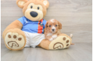 Best Cavapoo Baby