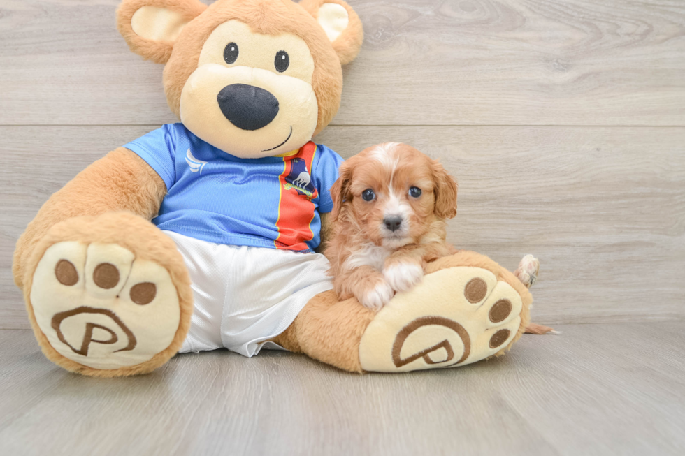 Best Cavapoo Baby