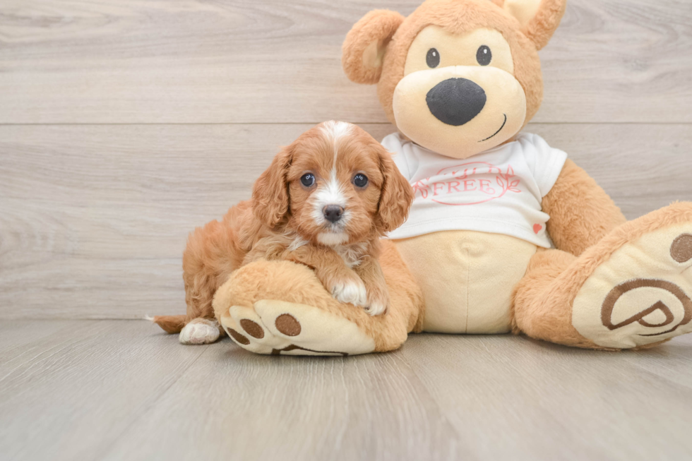 Cavapoo Pup Being Cute