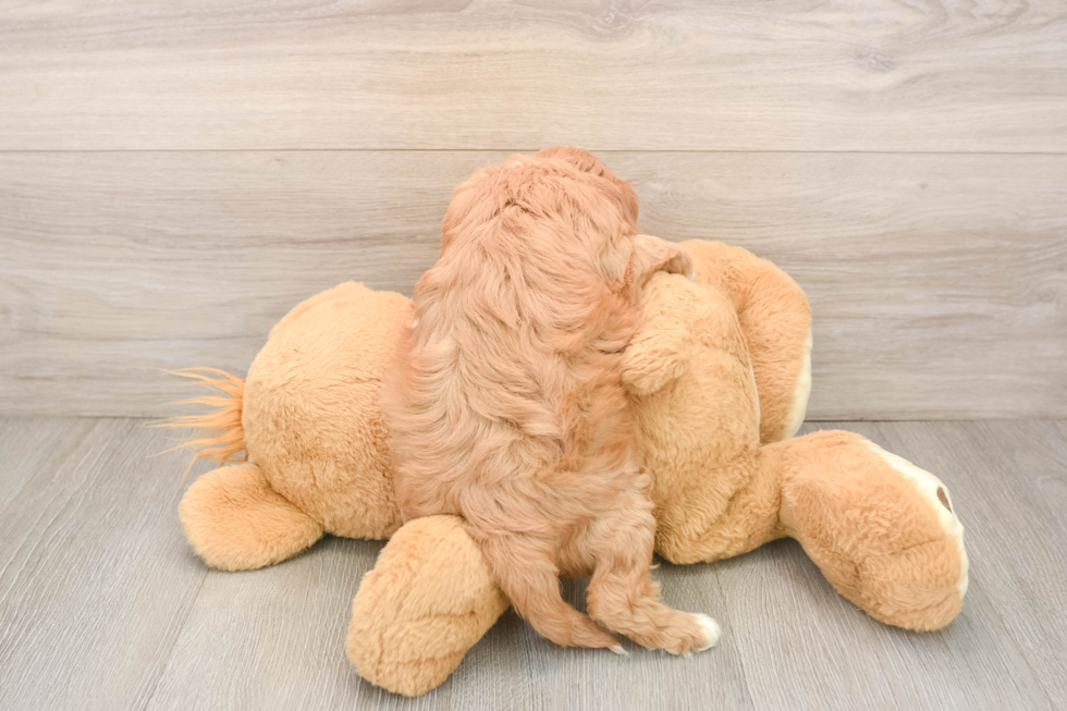 Cavapoo Puppy for Adoption