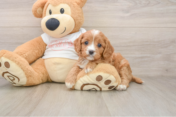 Cavapoo Puppy for Adoption