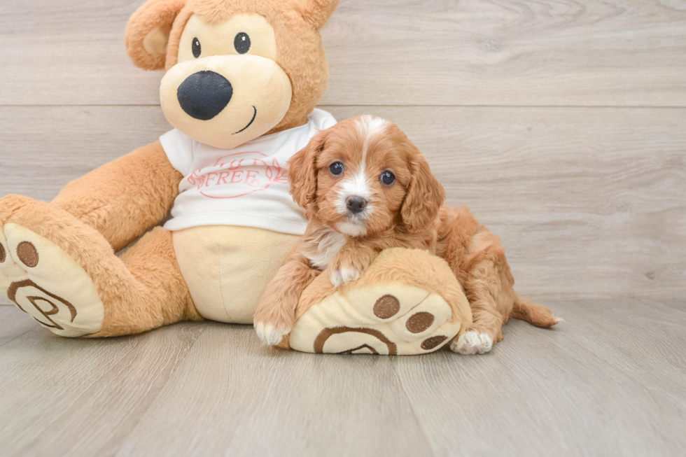 Cavapoo Puppy for Adoption