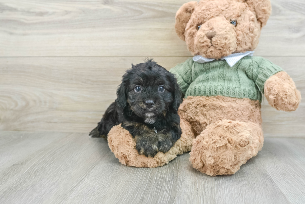 Cavapoo Puppy for Adoption