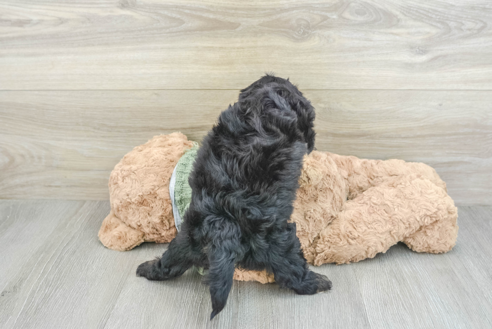 Best Cavapoo Baby