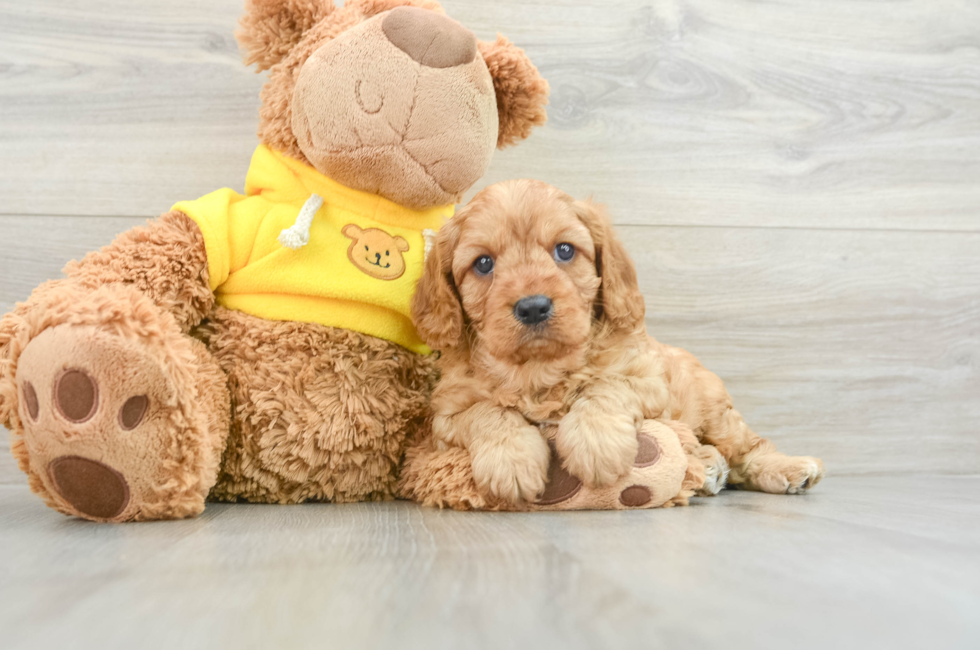 7 week old Cavapoo Puppy For Sale - Simply Southern Pups