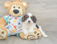 7 week old Cavapoo Puppy For Sale - Simply Southern Pups