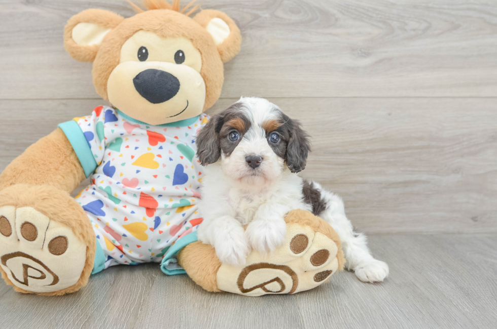 6 week old Cavapoo Puppy For Sale - Simply Southern Pups