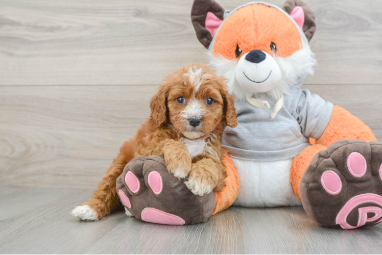Best Cavapoo Baby