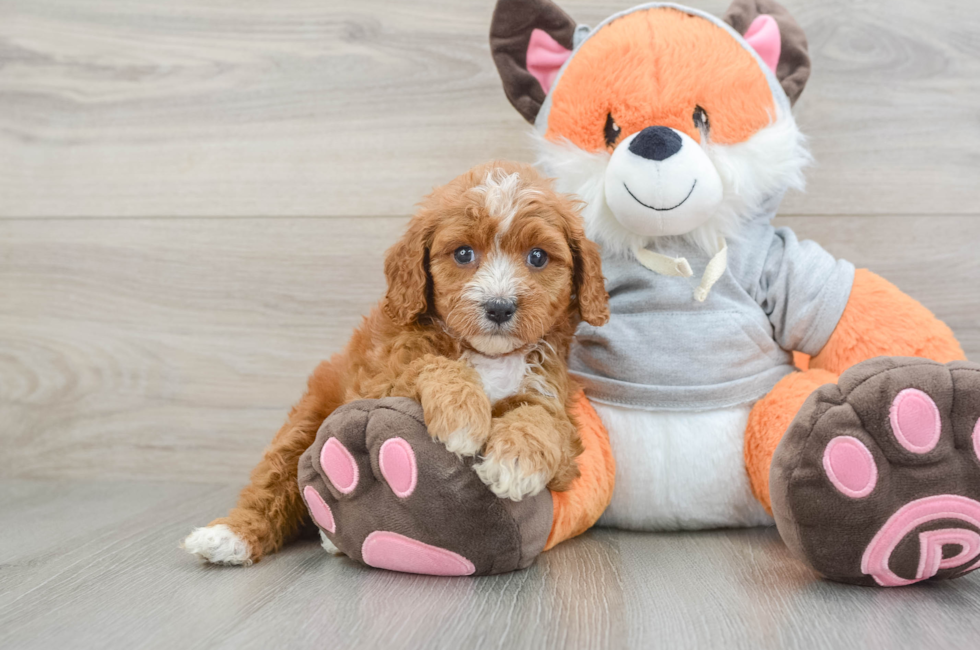 6 week old Cavapoo Puppy For Sale - Simply Southern Pups