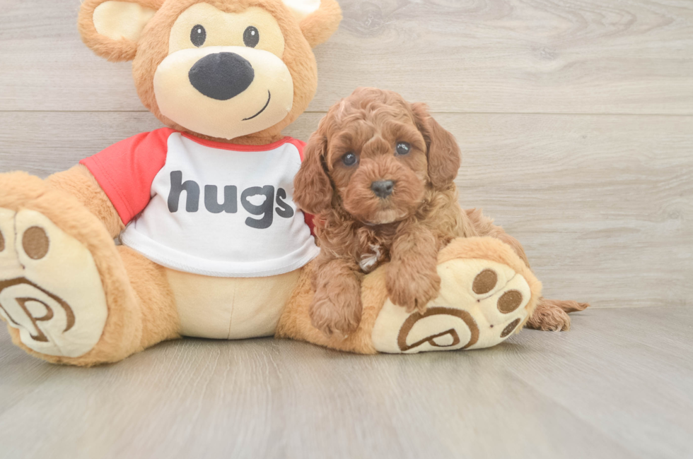6 week old Cavapoo Puppy For Sale - Simply Southern Pups